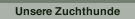 Unsere Zuchthunde